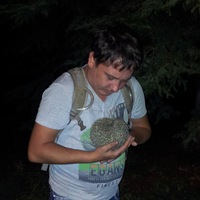 Драбсик Последняя