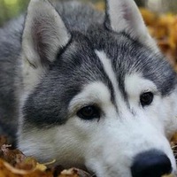 Олег Михеев