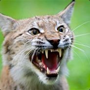 LynX